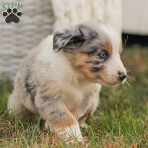 Danny, Australian Shepherd Puppy