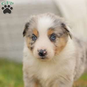 Danny, Australian Shepherd Puppy