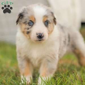 Danny, Australian Shepherd Puppy