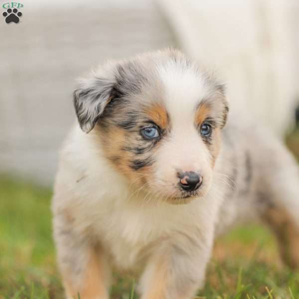 Danny, Australian Shepherd Puppy