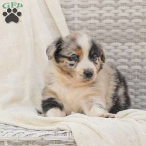 Derick, Australian Shepherd Puppy