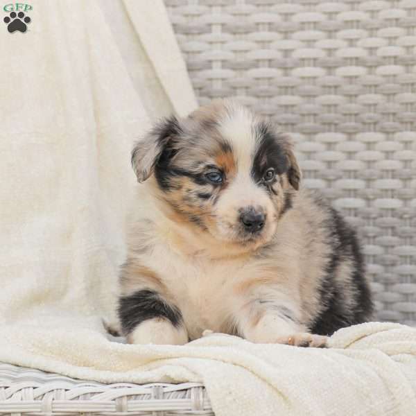 Derick, Australian Shepherd Puppy