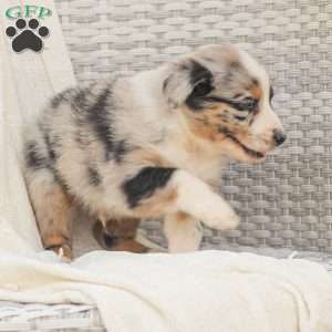 Derick, Australian Shepherd Puppy