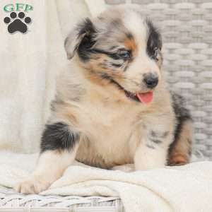 Derick, Australian Shepherd Puppy