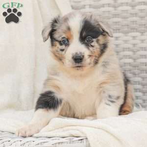 Derick, Australian Shepherd Puppy