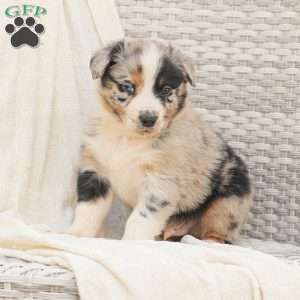 Derick, Australian Shepherd Puppy