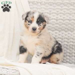 Derick, Australian Shepherd Puppy