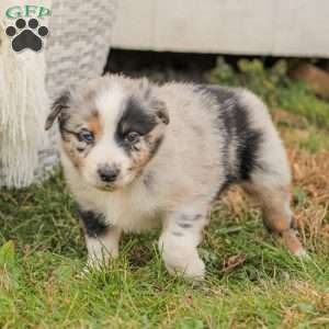 Derick, Australian Shepherd Puppy