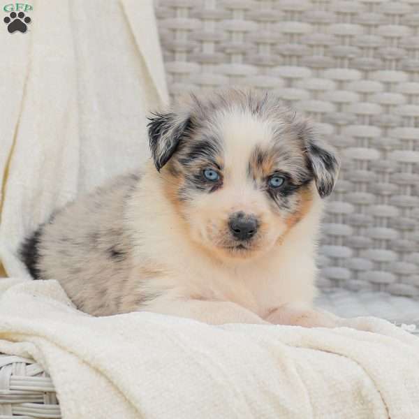 Destiny, Australian Shepherd Puppy