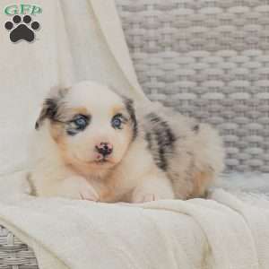 Denise, Australian Shepherd Puppy