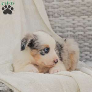 Denise, Australian Shepherd Puppy