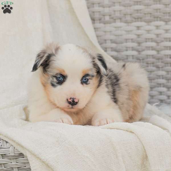 Denise, Australian Shepherd Puppy