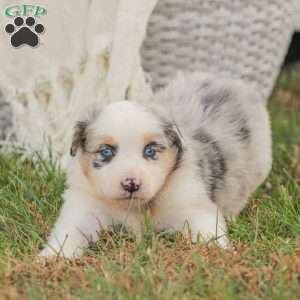 Denise, Australian Shepherd Puppy