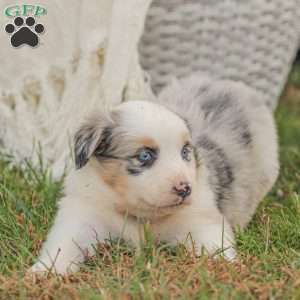 Denise, Australian Shepherd Puppy