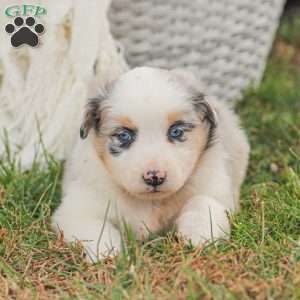 Denise, Australian Shepherd Puppy