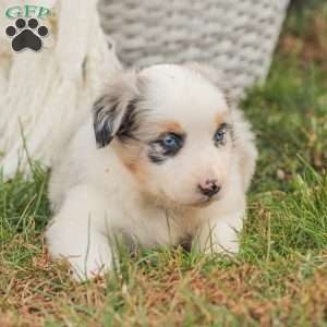 Denise, Australian Shepherd Puppy