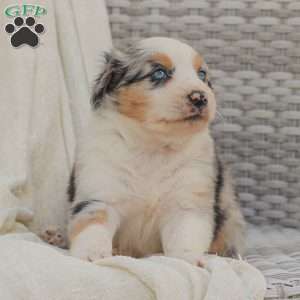 David, Australian Shepherd Puppy