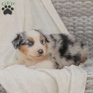 David, Australian Shepherd Puppy