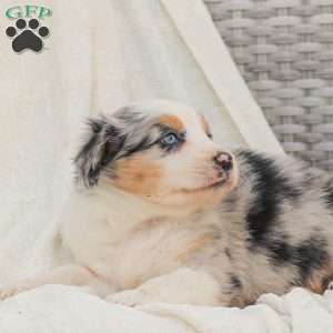 David, Australian Shepherd Puppy