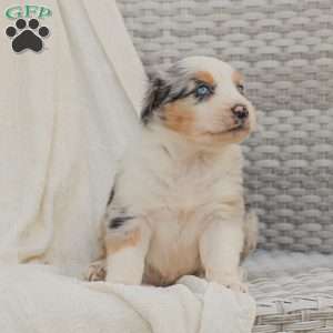 David, Australian Shepherd Puppy