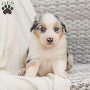 David, Australian Shepherd Puppy