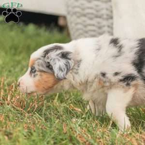 David, Australian Shepherd Puppy