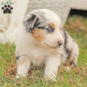 David, Australian Shepherd Puppy