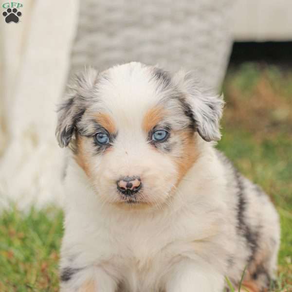 David, Australian Shepherd Puppy