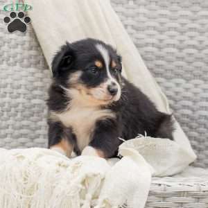 Daniella, Australian Shepherd Puppy