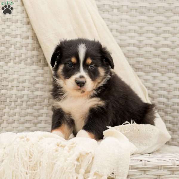 Daniella, Australian Shepherd Puppy