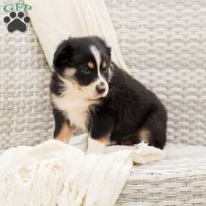 Daniella, Australian Shepherd Puppy