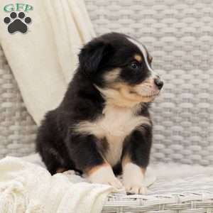 Daniella, Australian Shepherd Puppy