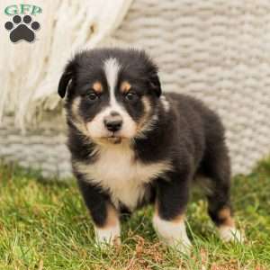 Daniella, Australian Shepherd Puppy