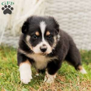 Daniella, Australian Shepherd Puppy