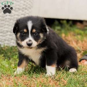 Daniella, Australian Shepherd Puppy