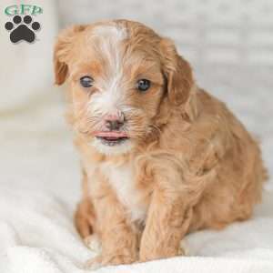 Barry, Maltipoo Puppy