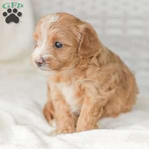 Barry, Maltipoo Puppy