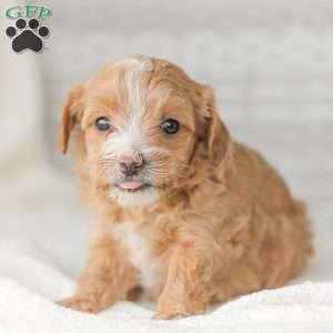 Barry, Maltipoo Puppy