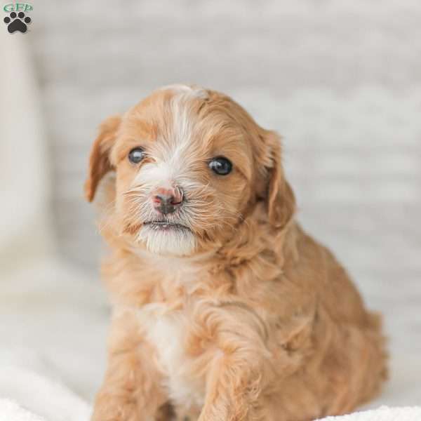 Barry, Maltipoo Puppy