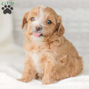 Barry, Maltipoo Puppy