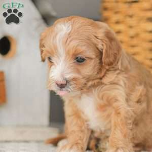 Barry, Maltipoo Puppy