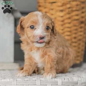 Barry, Maltipoo Puppy