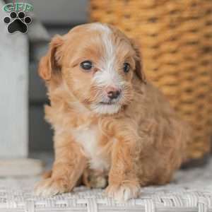 Barry, Maltipoo Puppy