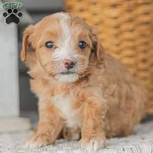 Barry, Maltipoo Puppy