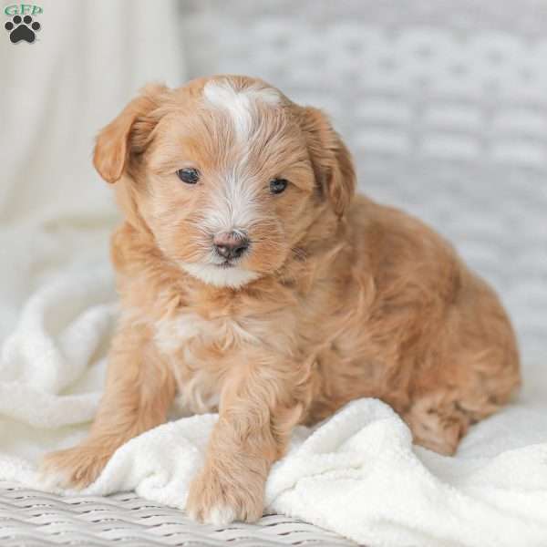 Benji, Maltipoo Puppy