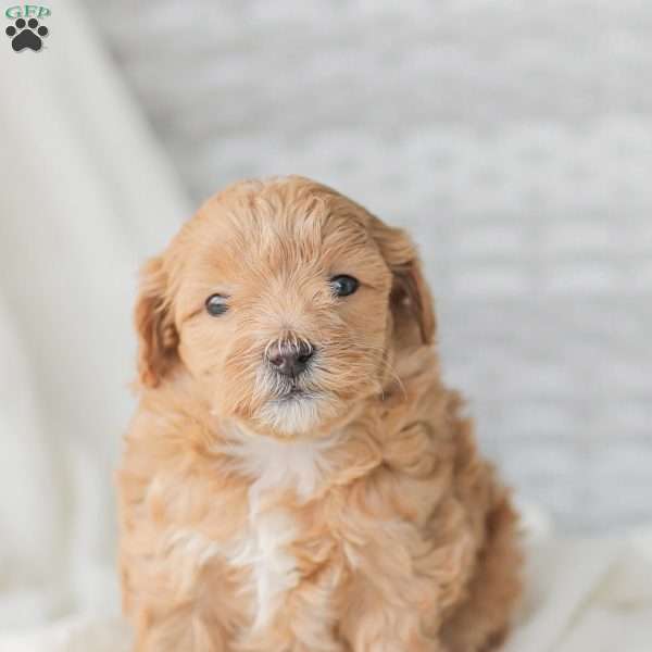 Bethany, Maltipoo Puppy