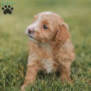 Barry, Maltipoo Puppy