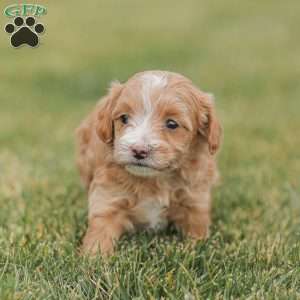 Barry, Maltipoo Puppy