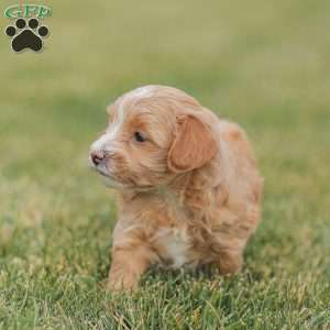 Barry, Maltipoo Puppy