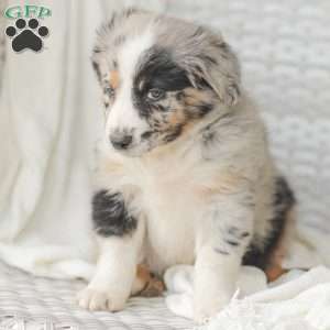 Derick, Australian Shepherd Puppy